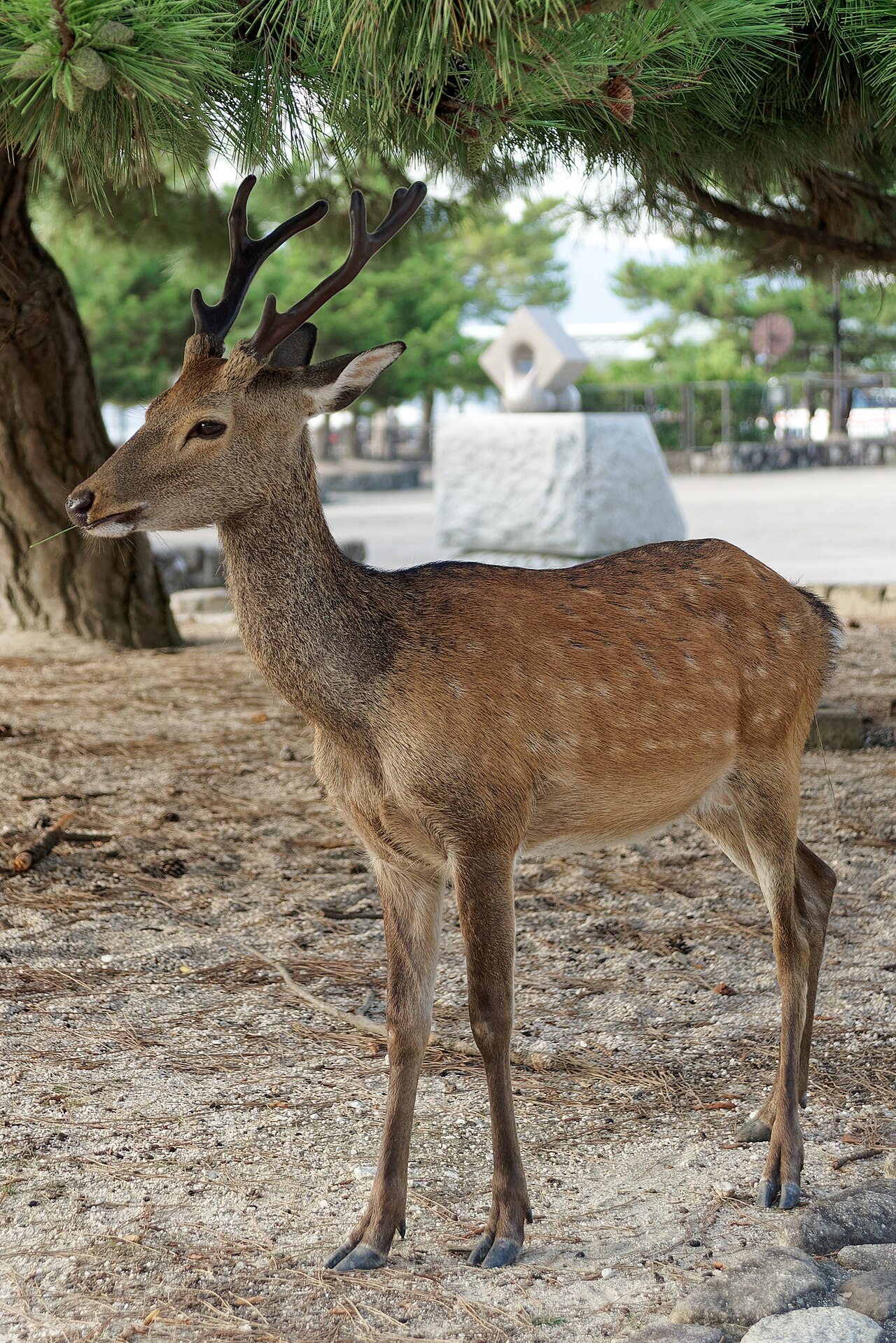 Wild deer roaming freely on Miyajima Island, often seen near Itsukushima Shrine.