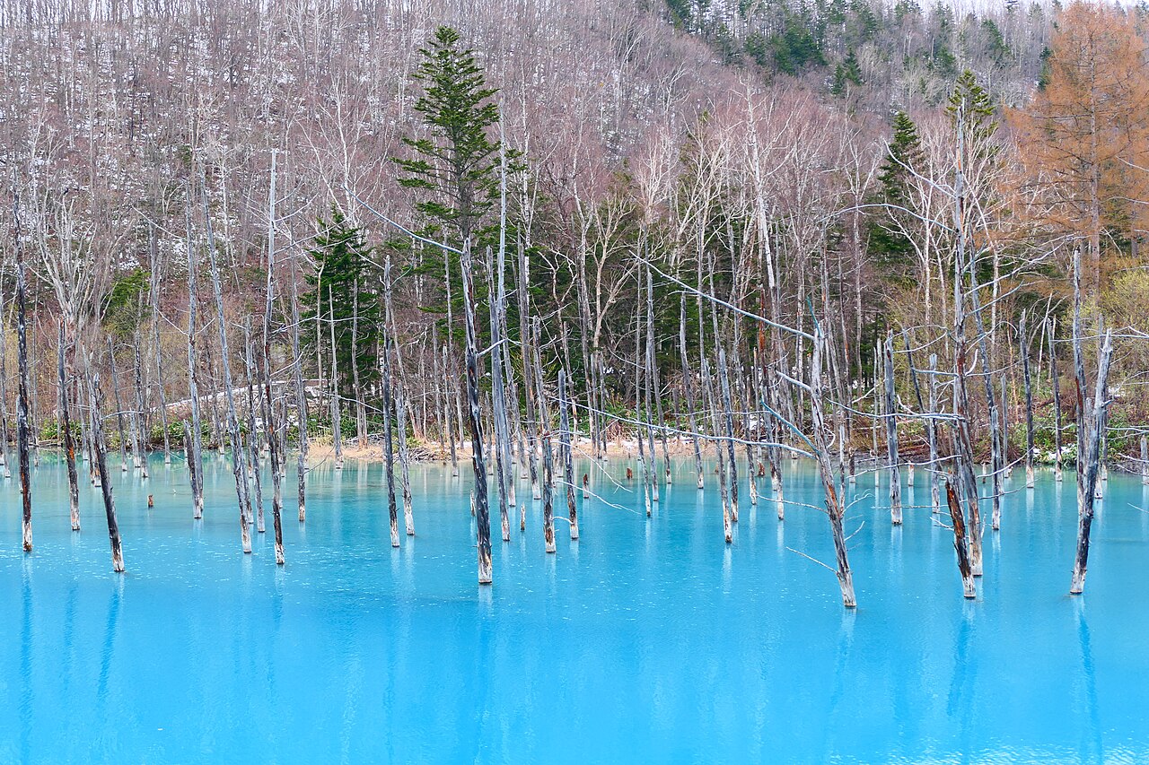 The vibrant turquoise waters of Biei's Blue Pond with bare larch trees reflecting in the water