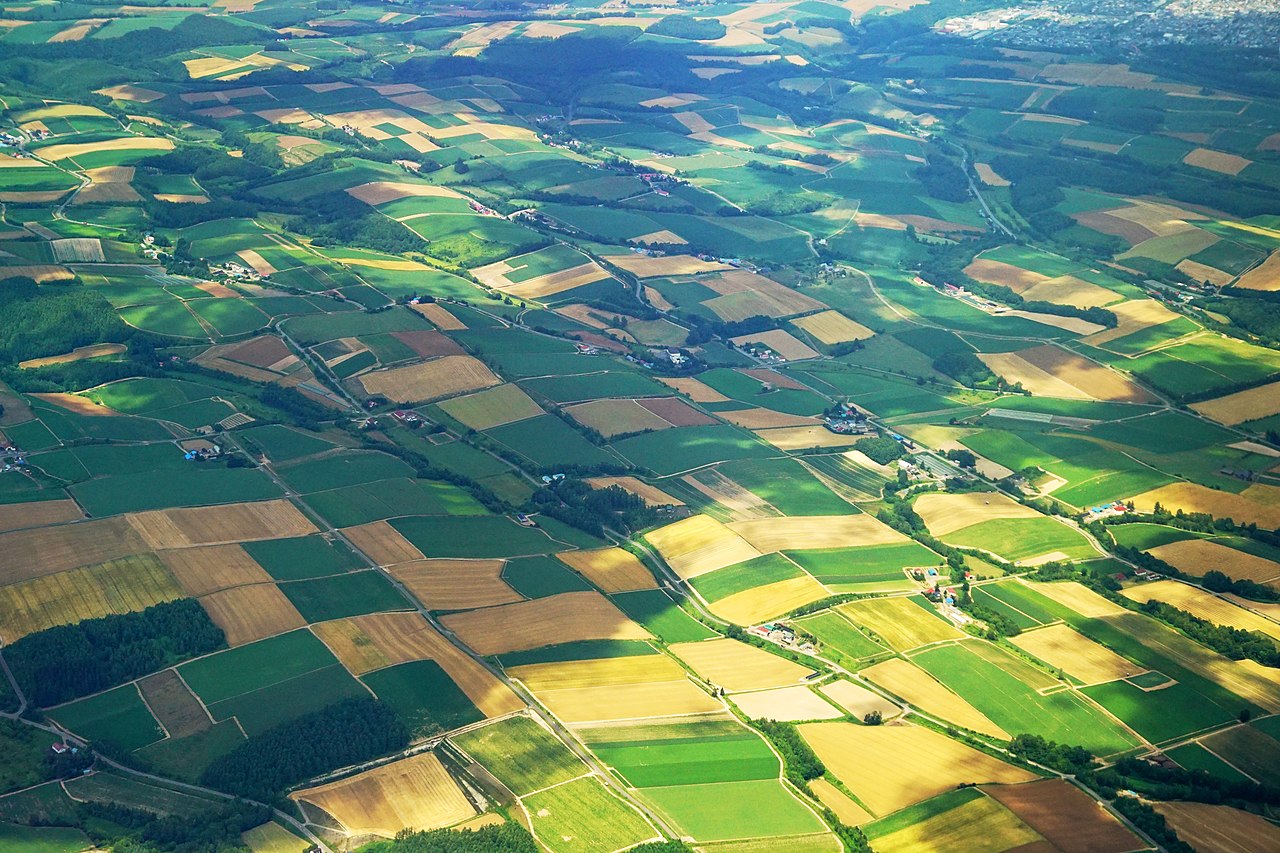 Scenic view of Biei's Patchwork Road with fields of different crops creating a patchwork pattern and a lone tree