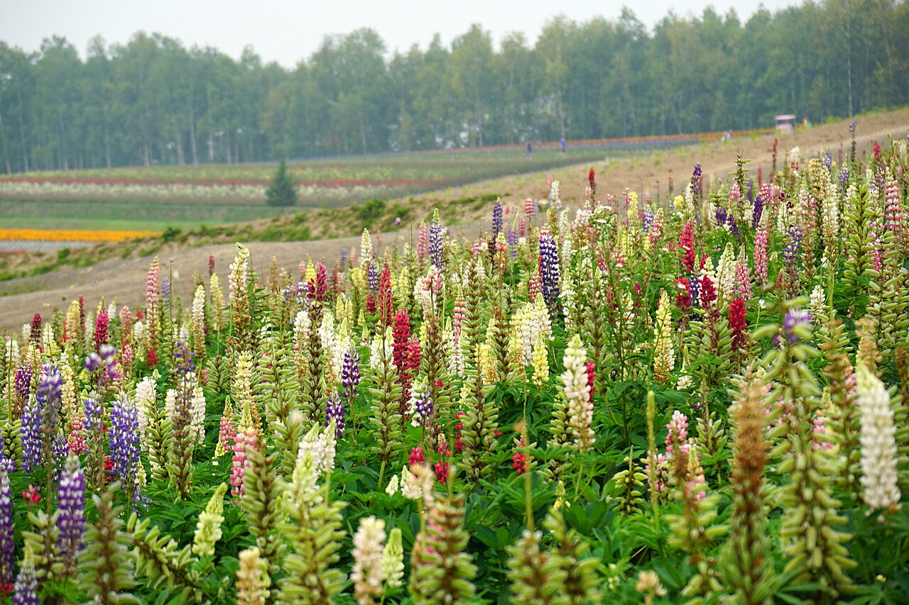 Colorful flower fields at Shikisai-no-Oka on Biei's Panorama Road during summer