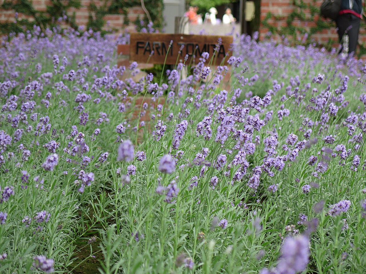 Vibrant purple lavender fields stretching across Farm Tomita in Furano during the summer season.