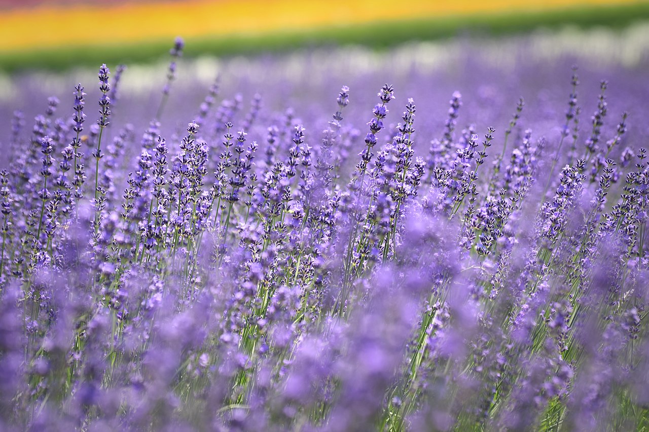 Vast purple lavender fields in Furano, Hokkaido, with mountains in the background.