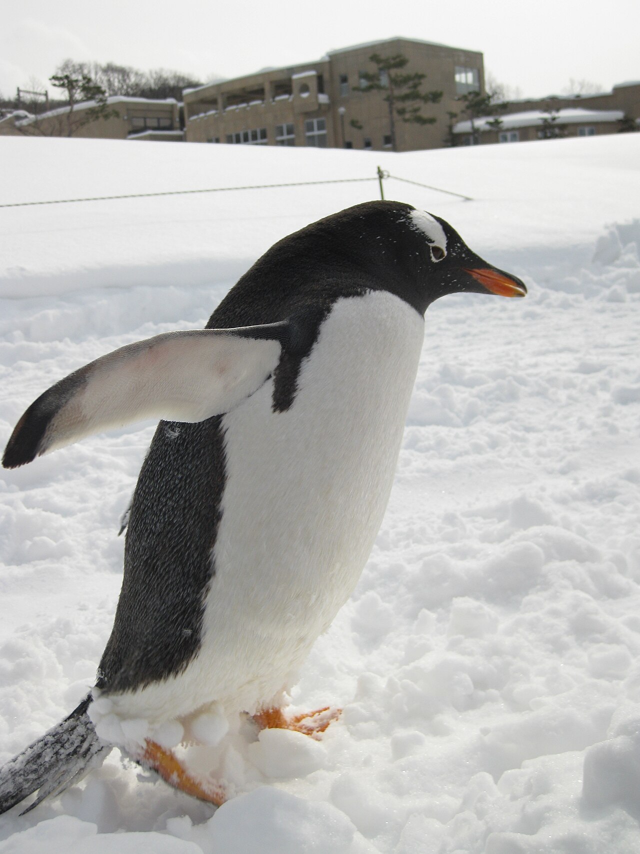Penguins walking on a snowy path with children watching at Asahiyama Zoo.