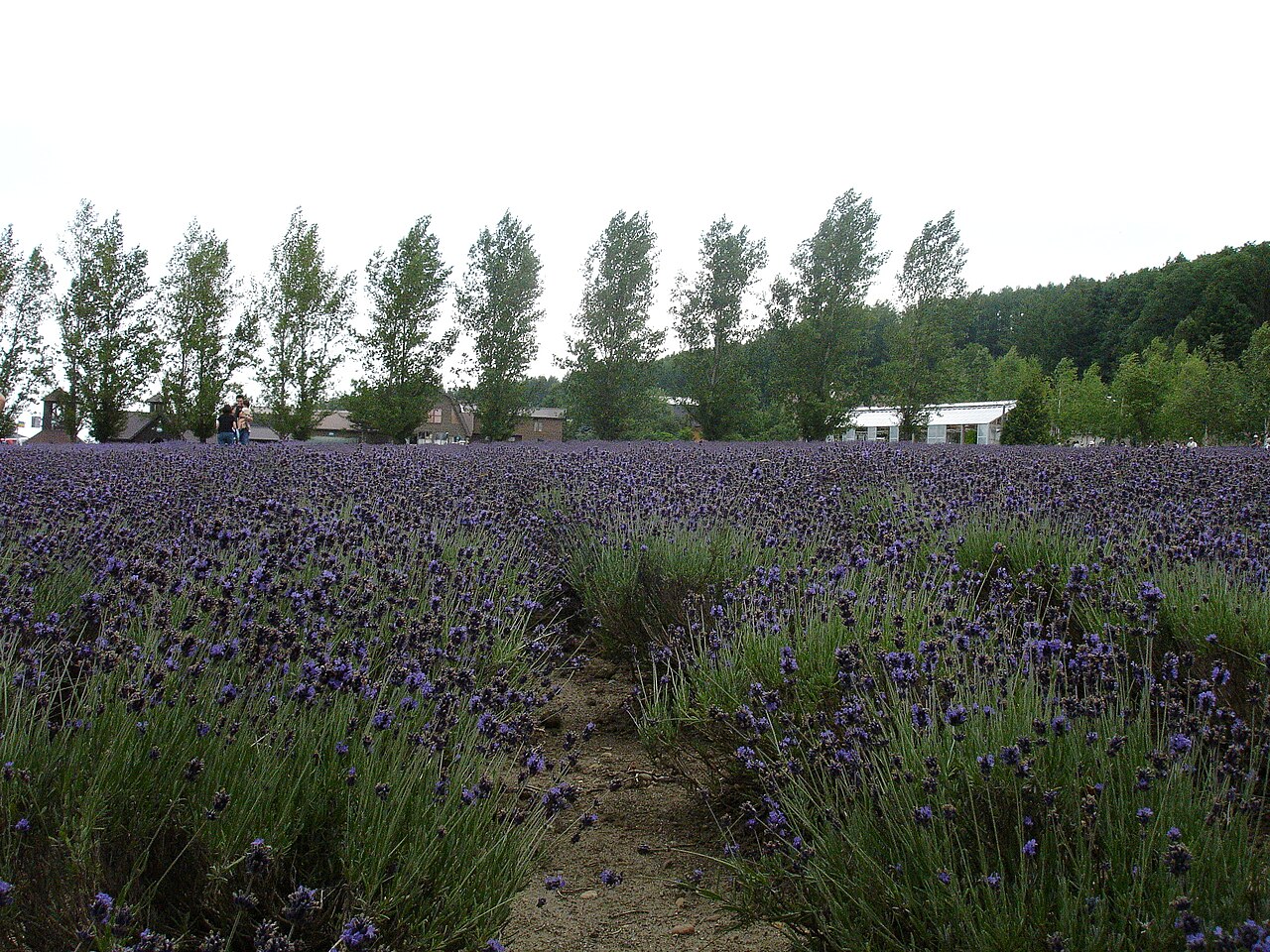 Lavender fields at Farm Tomita, Furano