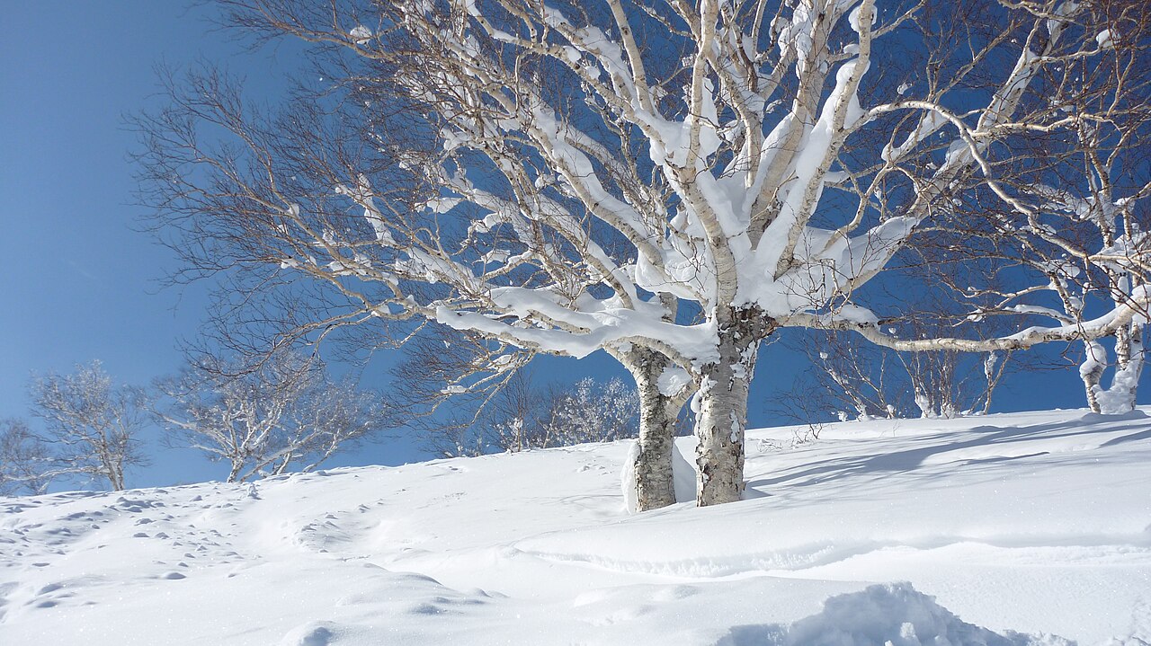 Skiers navigating through deep powder snow while tree skiing in Niseko.