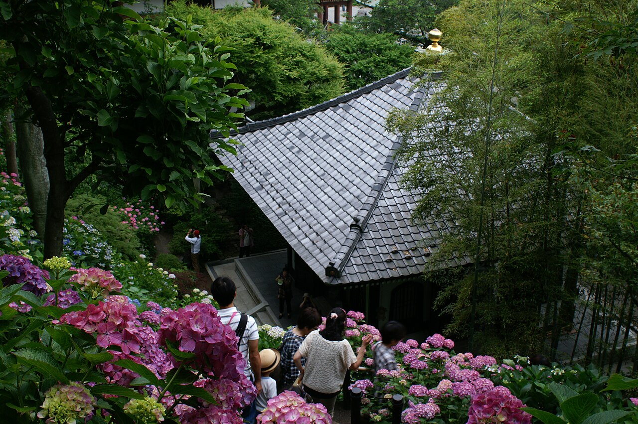 Beautiful hydrangea flowers in the gardens of Hase-dera Temple