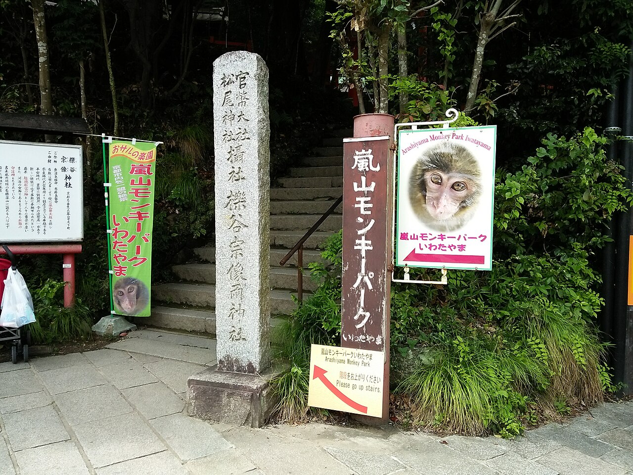 Wild Japanese macaque monkeys on a mountain overlooking Kyoto city at Iwatayama Monkey Park
