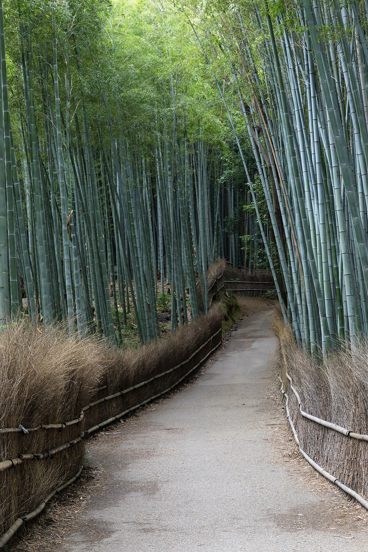 View along the main walking path through the Arashiyama Bamboo Grove