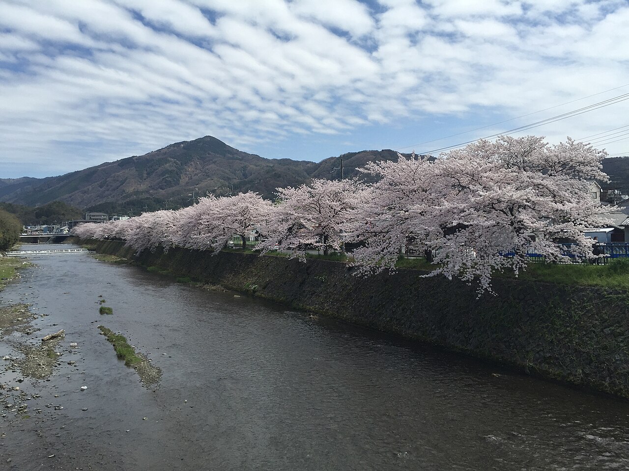 Kyoto in Spring: Cherry Blossom Guide - Image 1