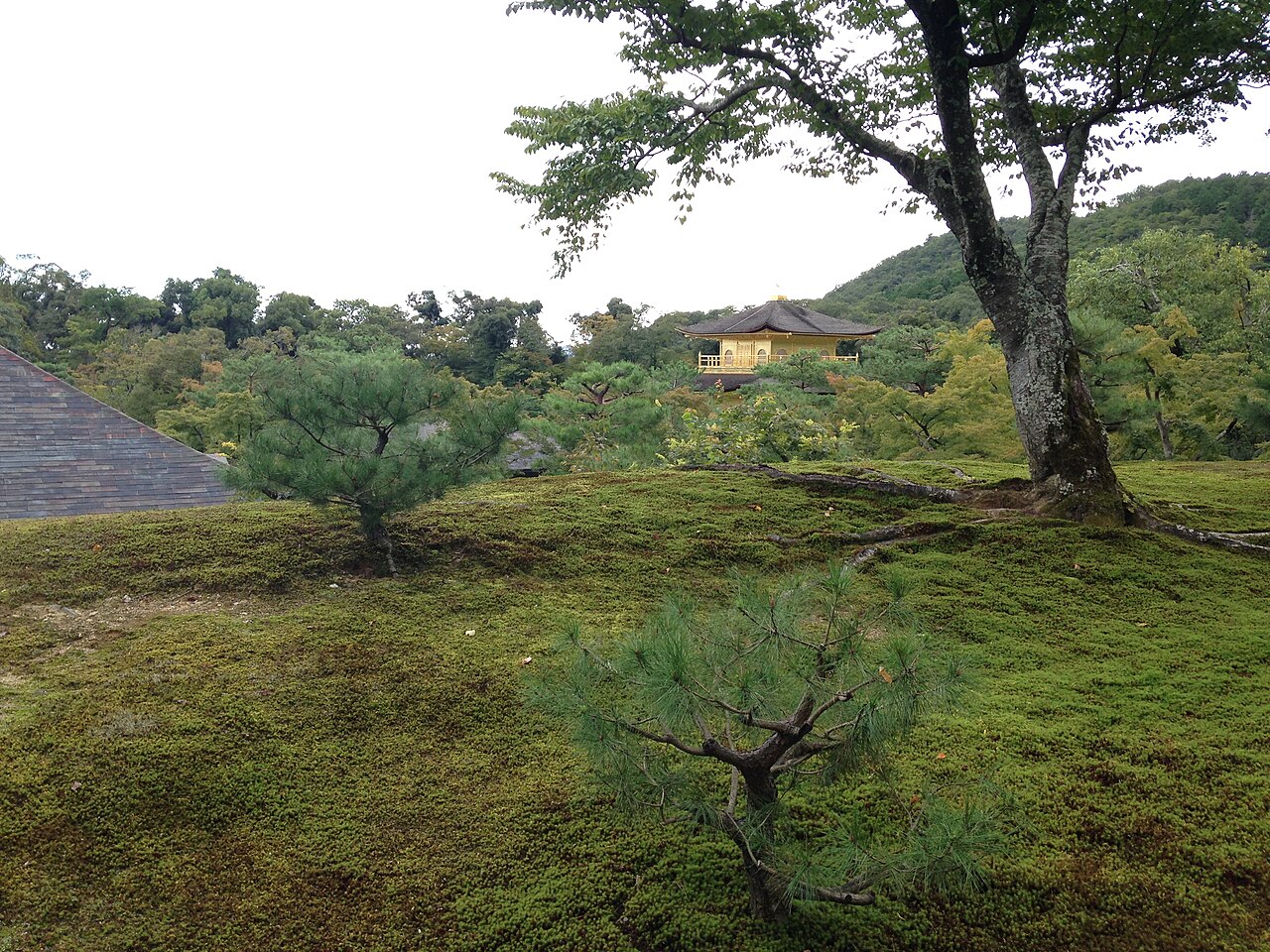 Lush moss garden with a stone path at Kinkaku-ji temple grounds