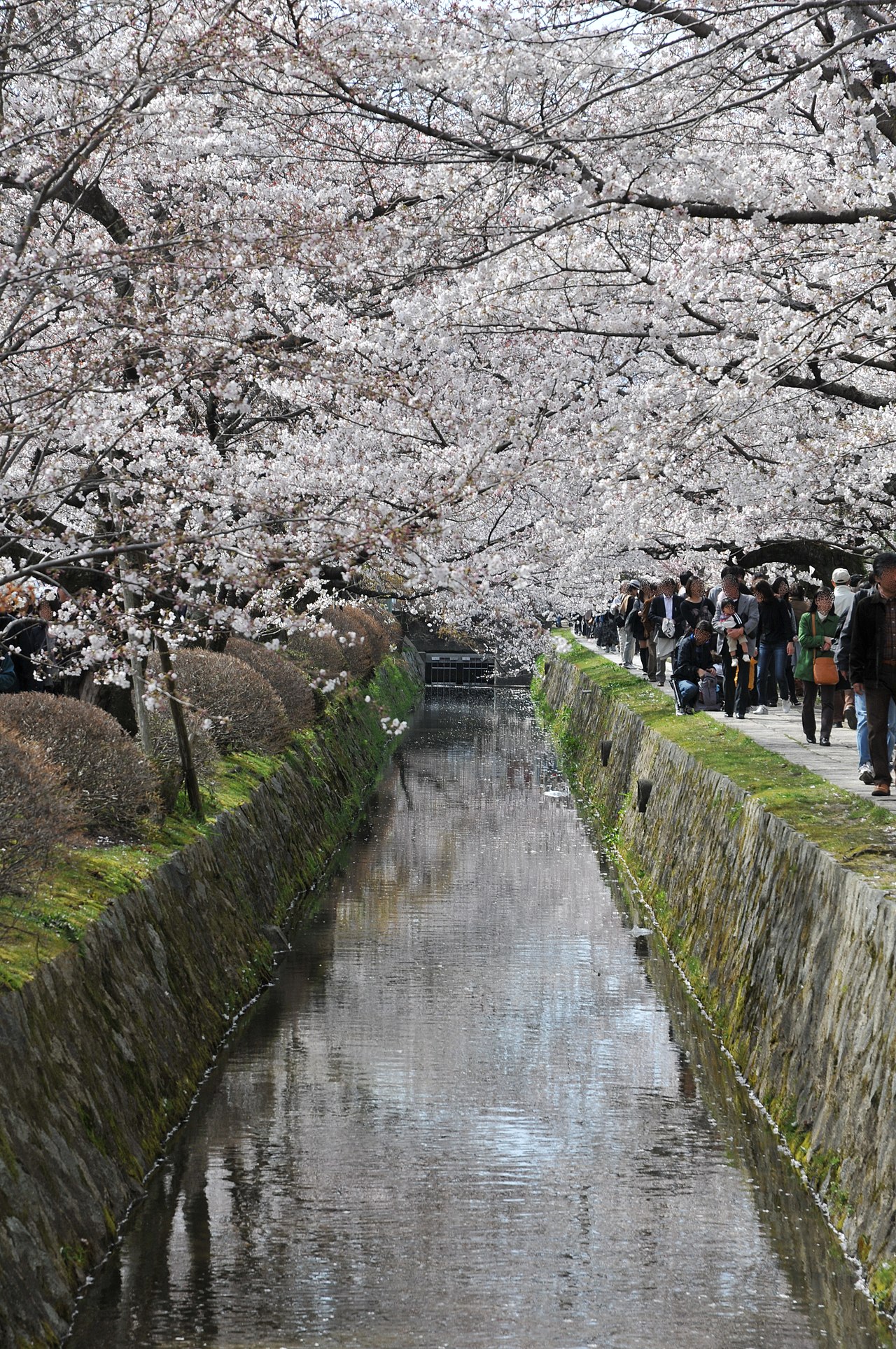 Cherry trees blooming along the tranquil Philosopher's Path canal in Kyoto