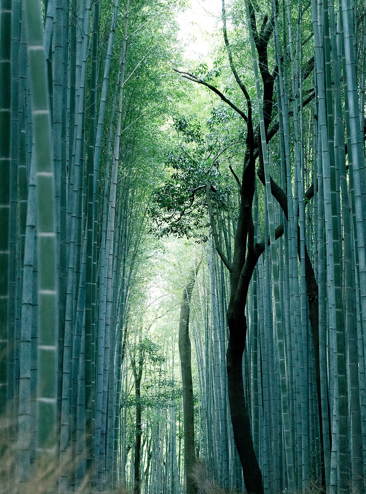 Towering bamboo stalks forming a serene path in Arashiyama Bamboo Grove