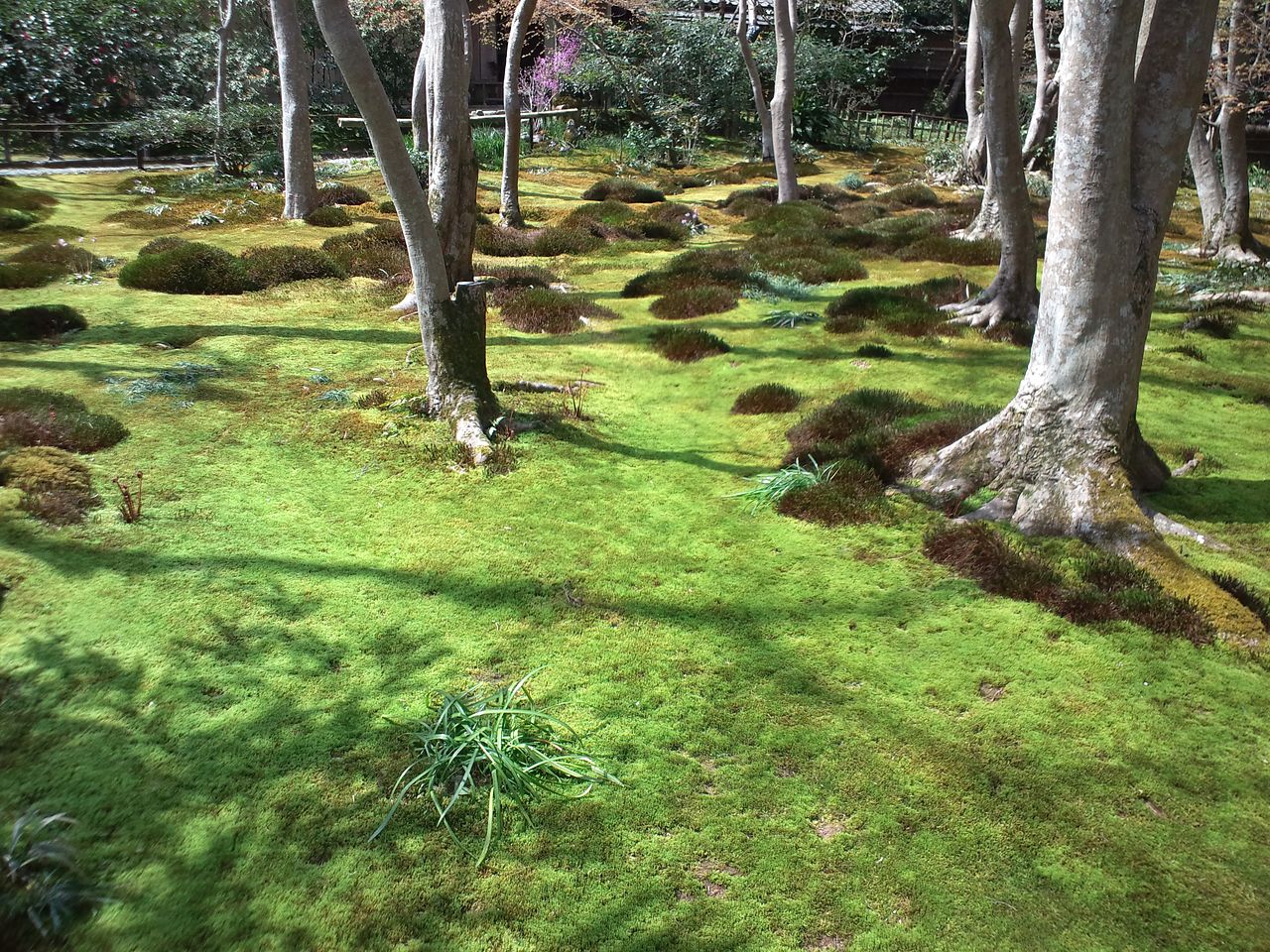 Lush green moss garden at Gio-ji Temple in Kyoto, glistening with raindrops on a rainy day.