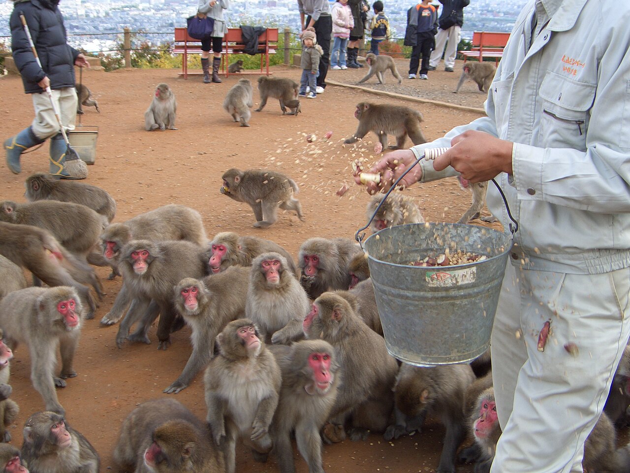 Wild Japanese macaque monkeys being fed by visitors from inside an enclosed shelter at Arashiyama Monkey Park