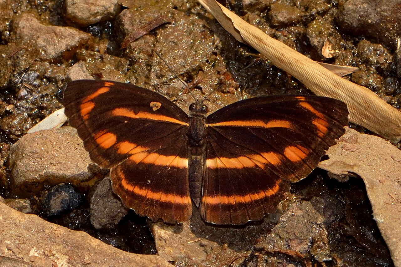 Namba Travel Guide - Image 1