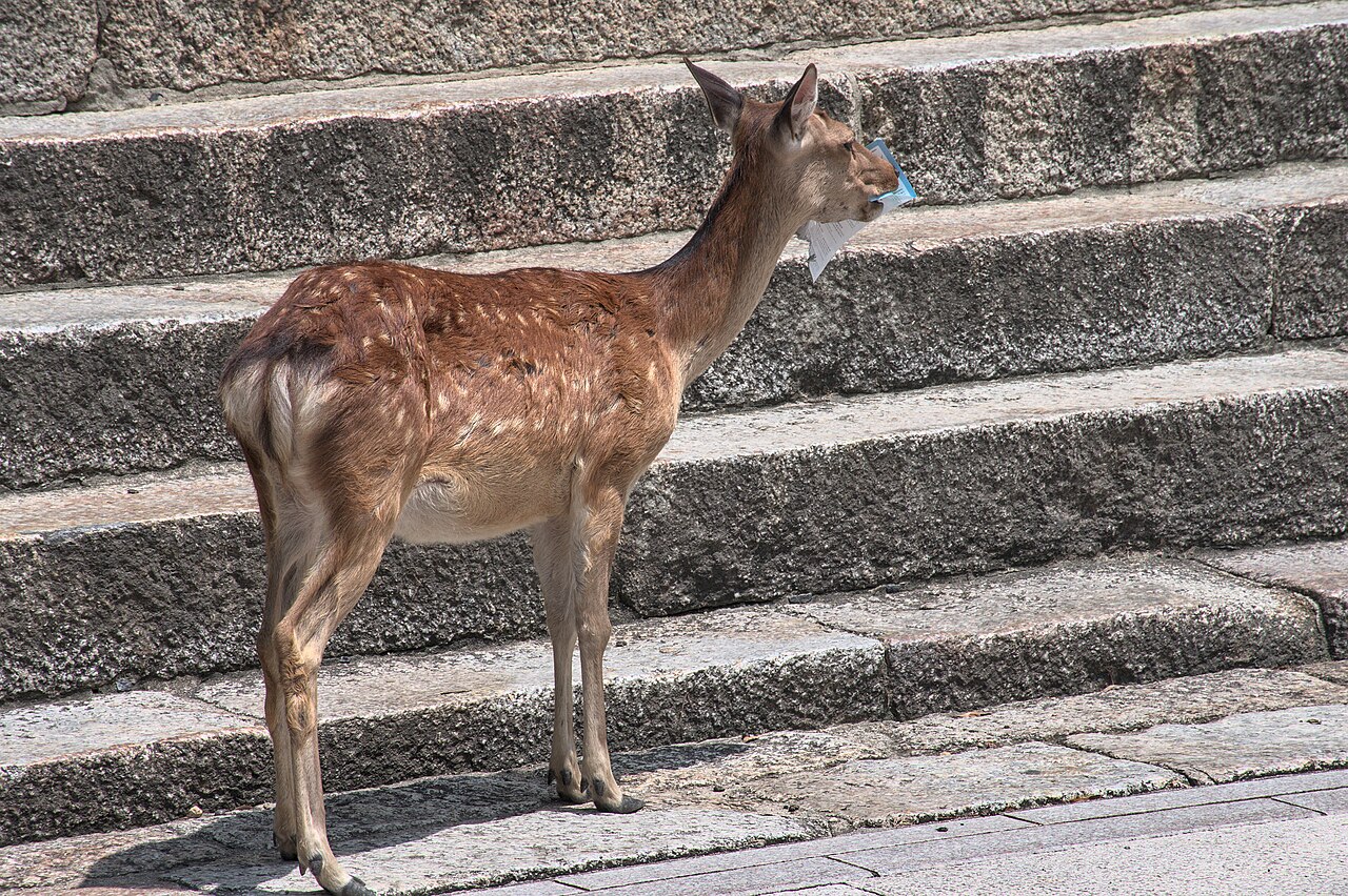 Deer in Nara Park