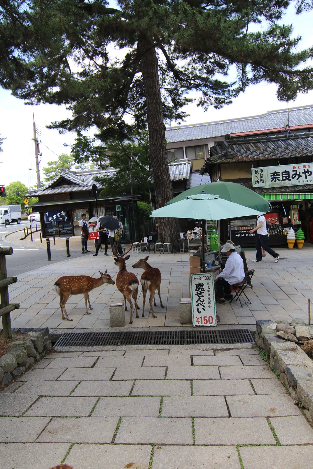Wild sika deer bowing to visitors in Nara Park, a common interaction