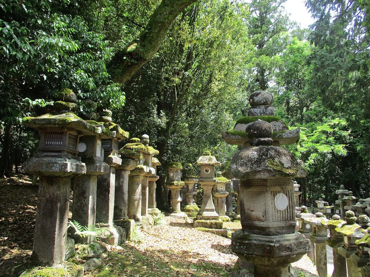 Moss-covered stone lanterns lining a path through the sacred forest leading to Kasuga Taisha Shrine