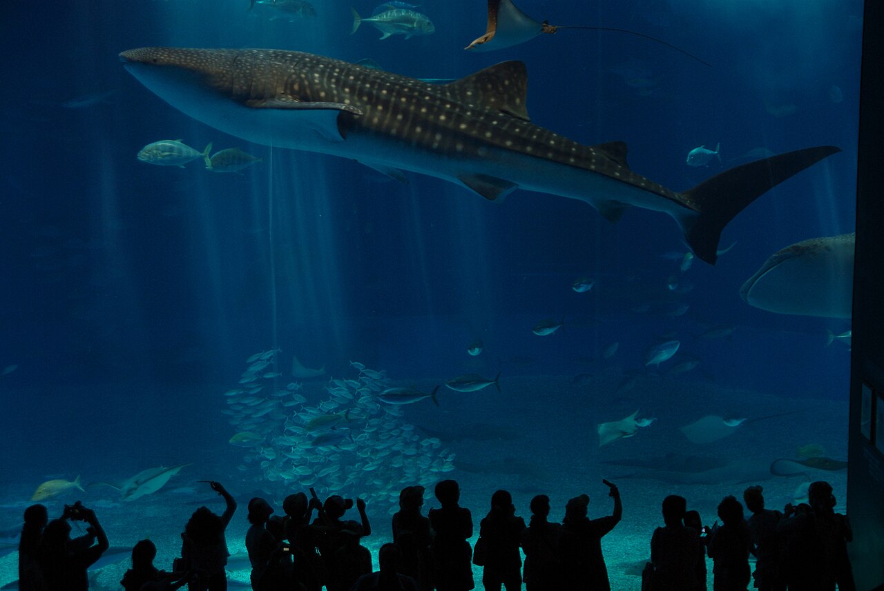 Manta rays being fed by a diver in the Kuroshio Sea tank at Okinawa Churaumi Aquarium