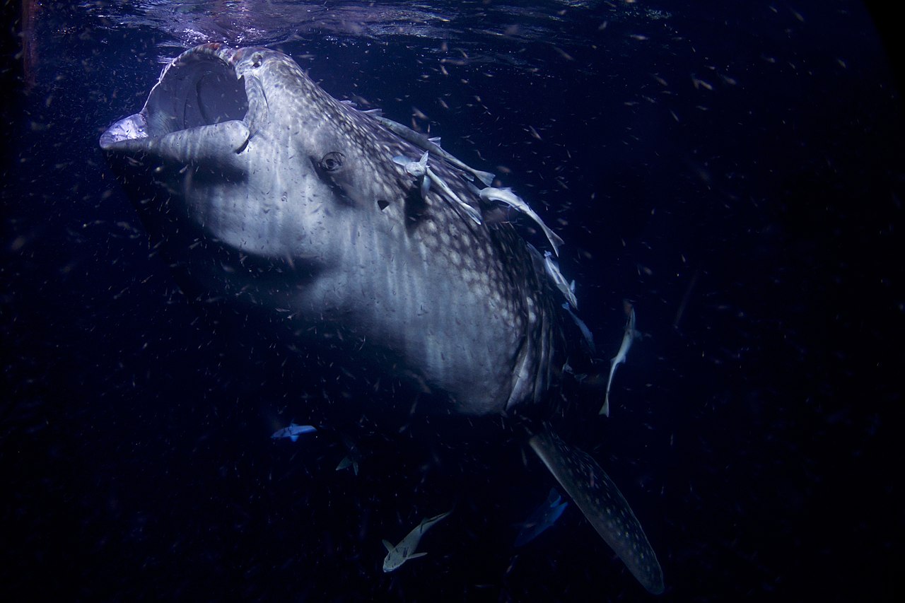 A massive whale shark being fed by a diver in the Kuroshio Sea Tank at Okinawa Churaumi Aquarium.