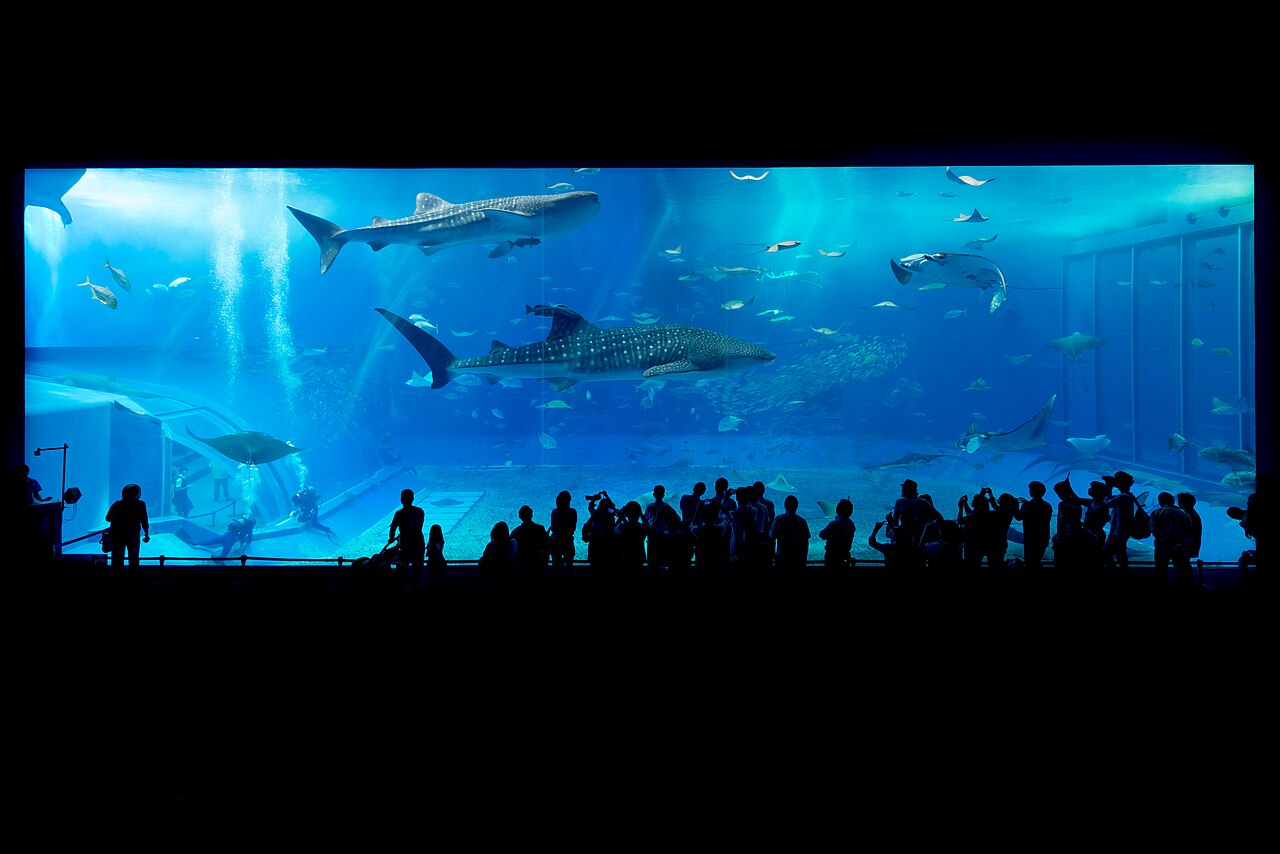 Giant whale sharks swimming gracefully in the massive Kuroshio Sea tank at Okinawa Churaumi Aquarium