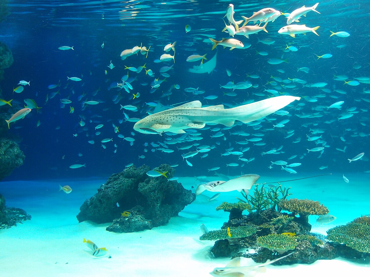 Marine life display at Sunshine Aquarium in Ikebukuro