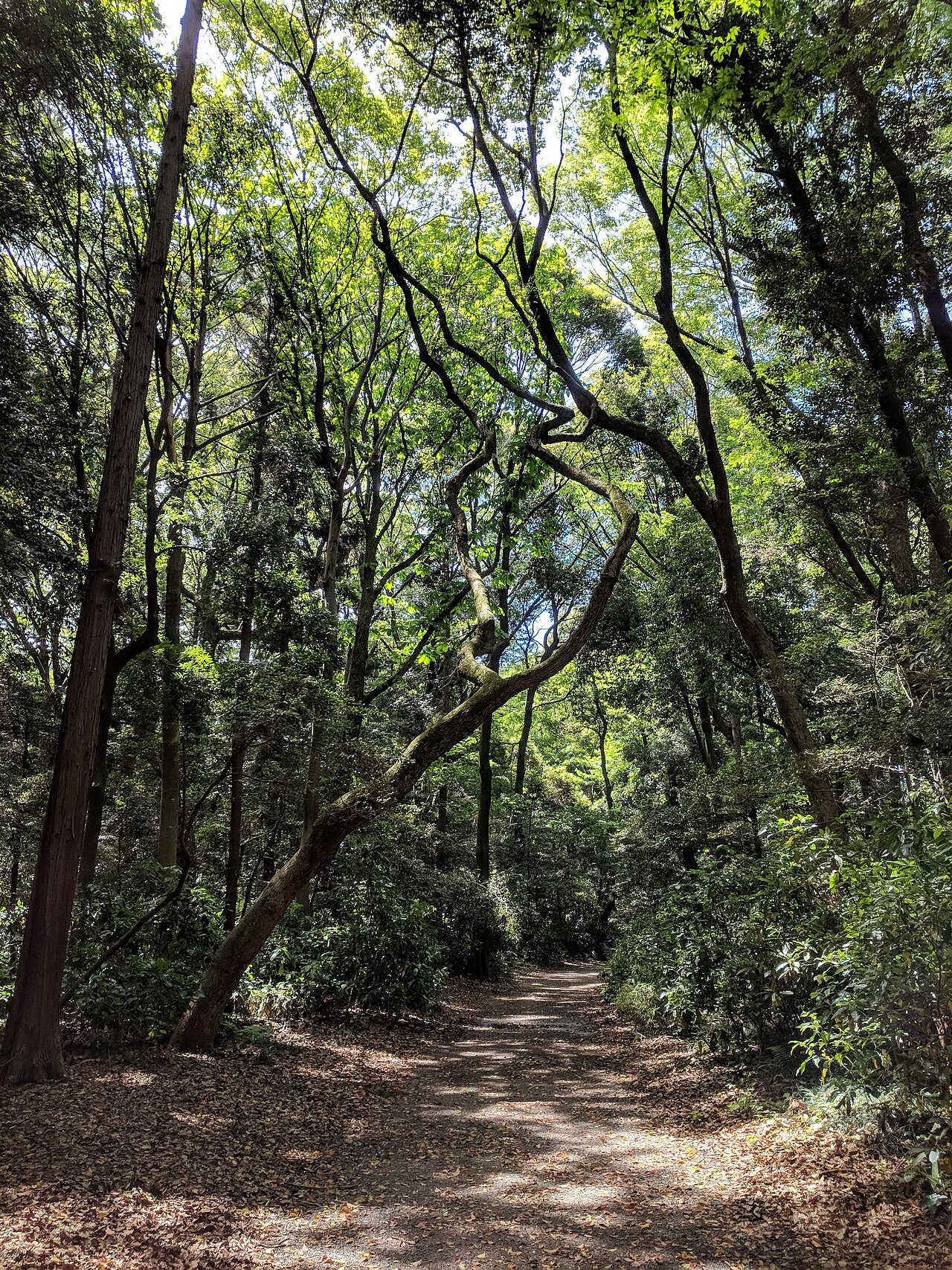 A serene forest path within the grounds of Meiji Shrine, offering a peaceful escape from the city.
