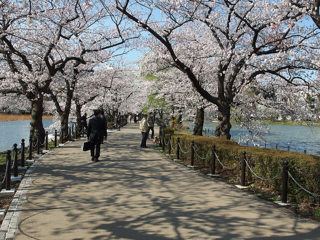 Scenic view of Ueno Park with a pond and cherry blossoms