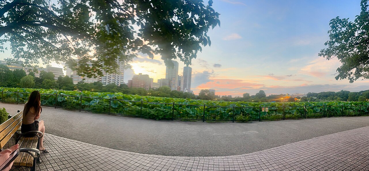 Serene view of Shinobazu Pond in Ueno Park, covered with lotus leaves and flowers