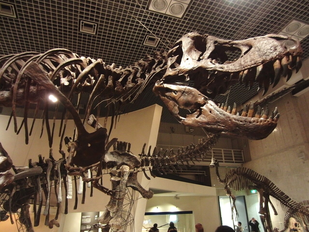 Dinosaur skeleton exhibit at the National Museum of Nature and Science in Ueno Park, appealing to children