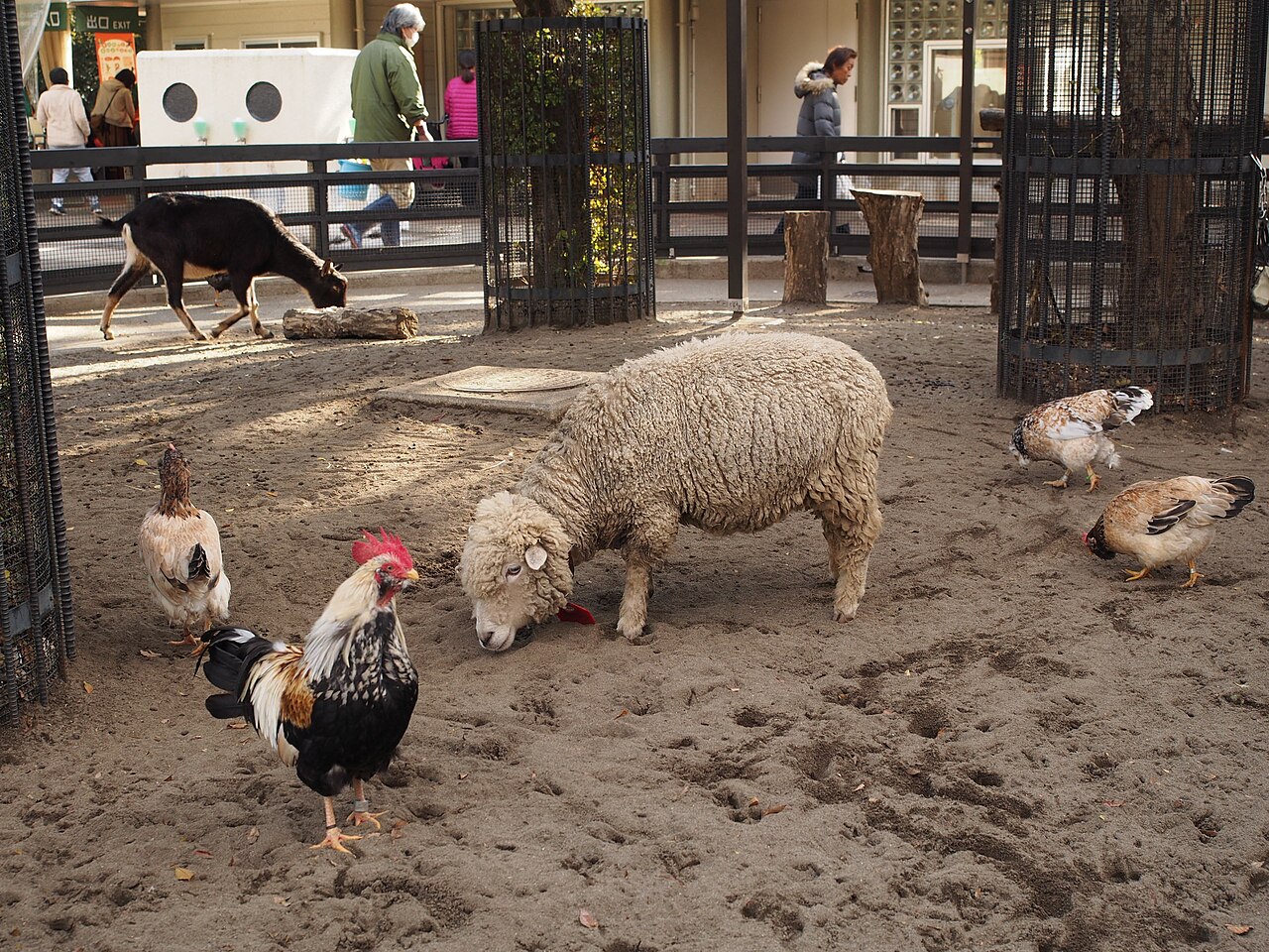Families enjoying paddle boats on the pond at Inokashira Park, a relaxing outdoor activity