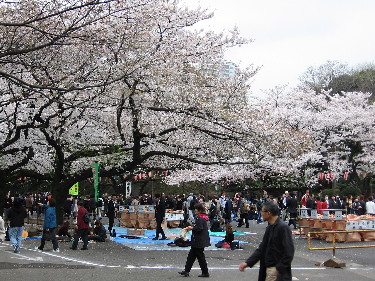 People enjoying cherry blossoms (hanami) in Ueno Park during spring