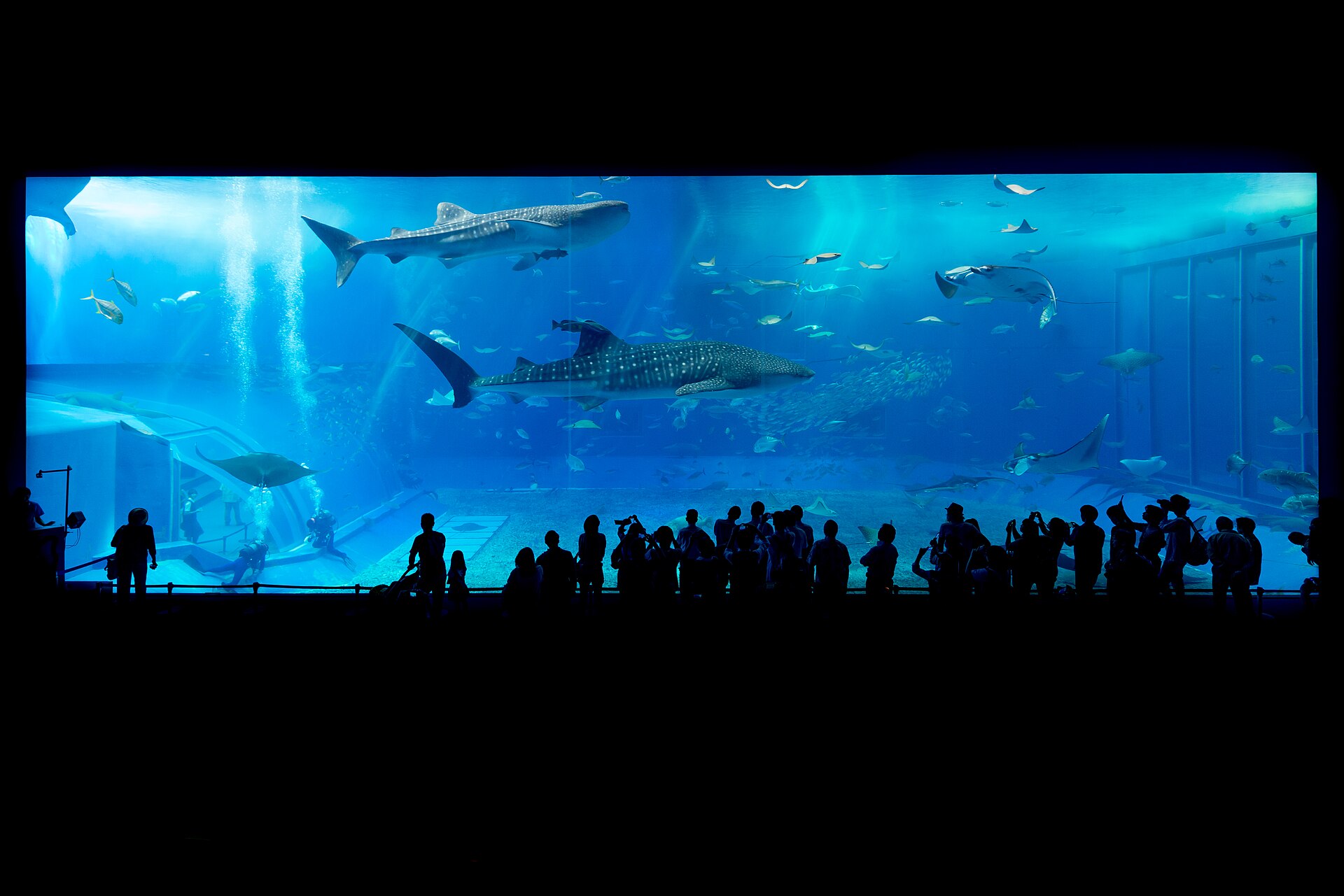 The main tank at Churaumi Aquarium in Okinawa