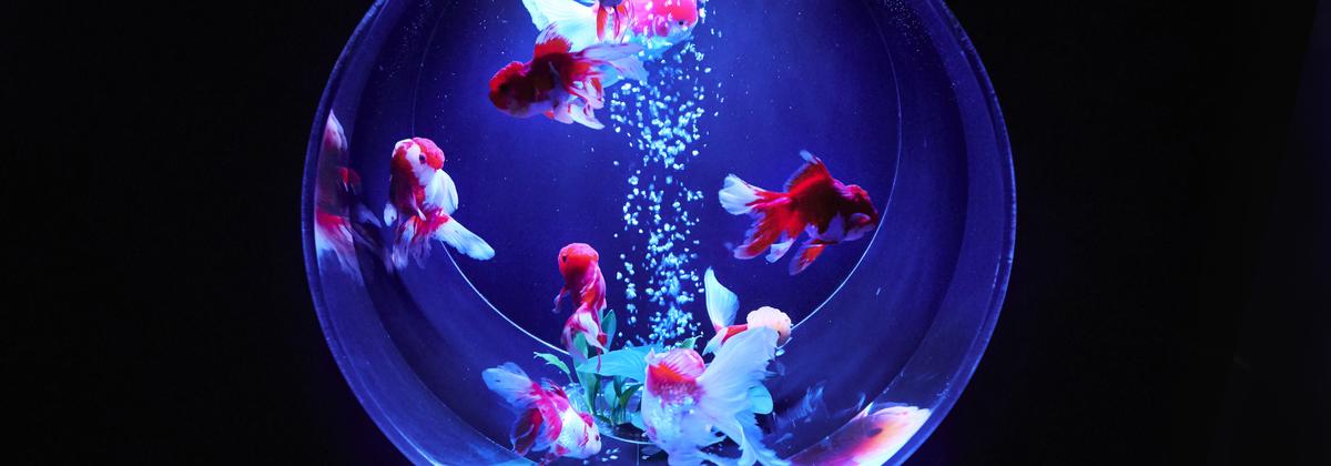 Digital art installation in Japan