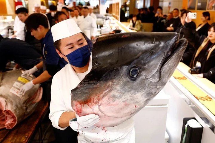 Toyosu Tuna Auction and Tsukiji Food Tour