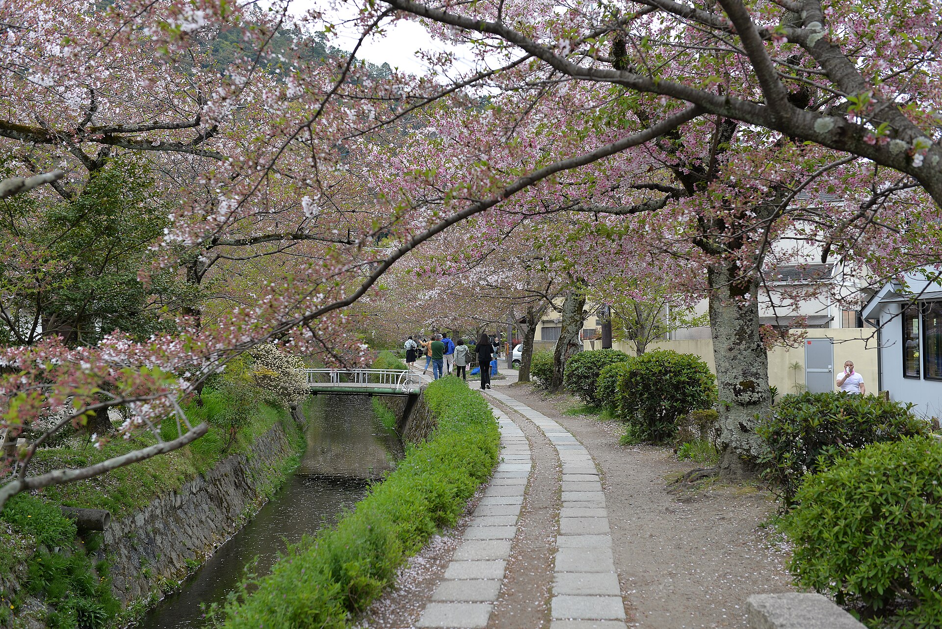 The Philosopher's Path following a canal lined with cherry trees in Kyoto.